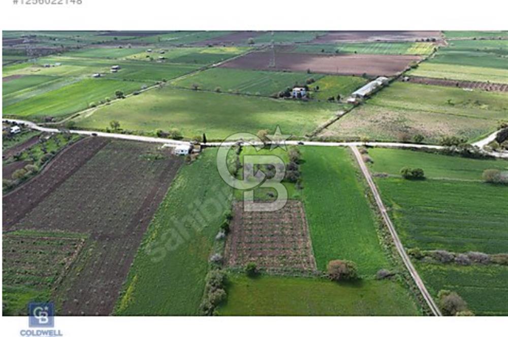 ALİAĞA HELVACI DA 2.400 M2 ZEYTİNLİ TARLA