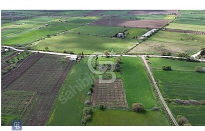 ALİAĞA HELVACI DA 2.400 M2 ZEYTİNLİ TARLA