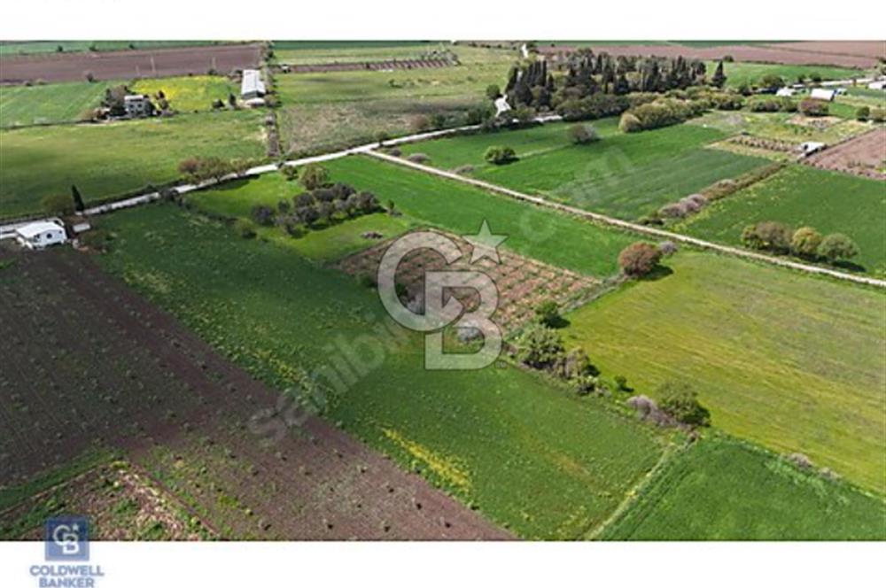 ALİAĞA HELVACI DA 2.400 M2 ZEYTİNLİ TARLA