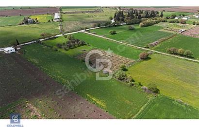 ALİAĞA HELVACI DA 2.400 M2 ZEYTİNLİ TARLA