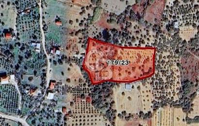 İzmir Torbalı Dağkızılcada 492 m2 Zeytinlik