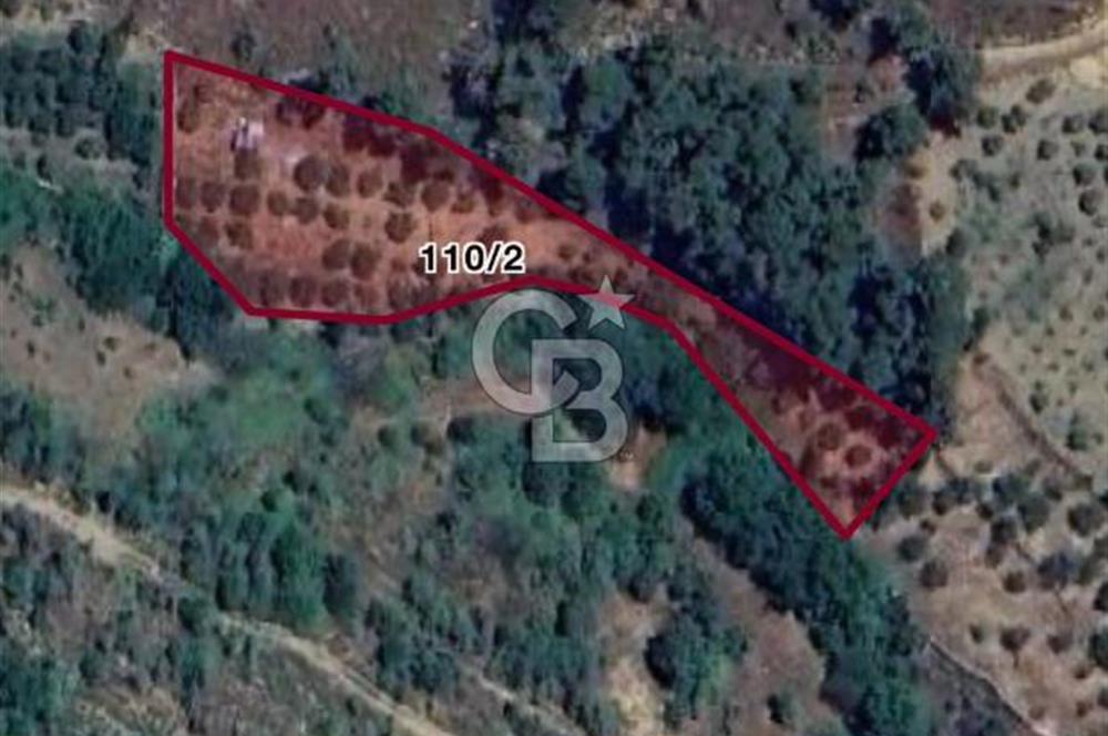 BAYINDIR OSMANLAR DA SATILIK 2581 M2 KİRAZLIK