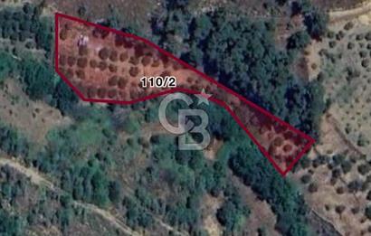 BAYINDIR OSMANLAR DA SATILIK 2581 M2 KİRAZLIK