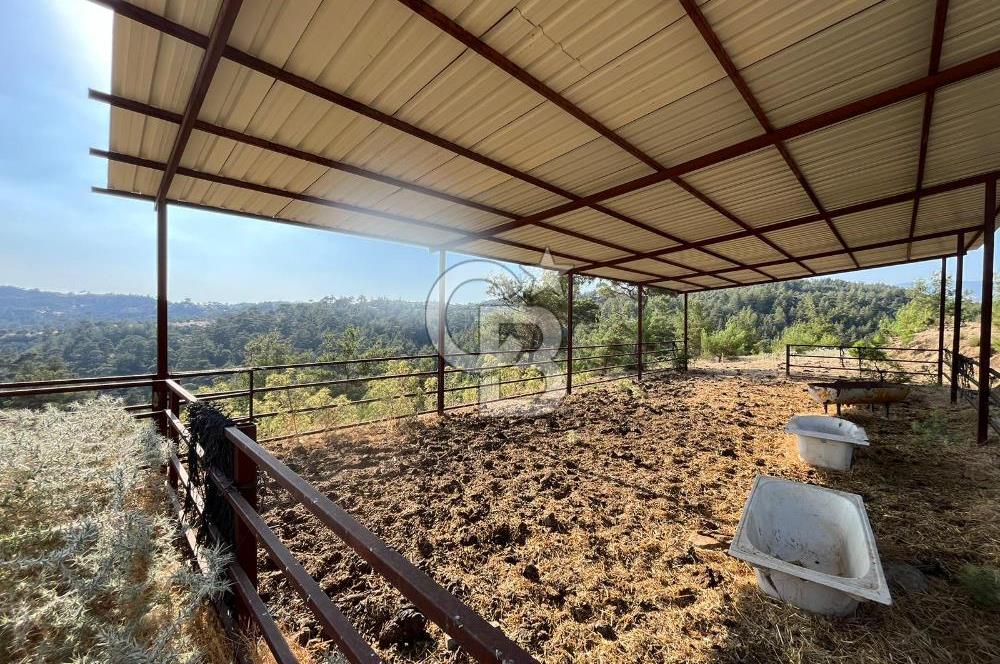 Muğla Kavaklıdere'de Doğa Harikası Arsa!