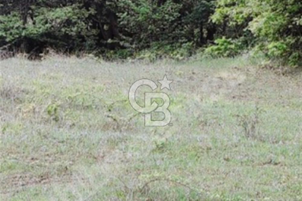 BURSA YENİŞEHİR REŞADİYE TEK TAPU 5000 M2 DOĞA DA ARSA