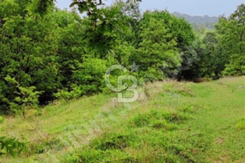 BURSA YENİŞEHİR REŞADİYE TEK TAPU 5000 M2 DOĞA DA ARSA