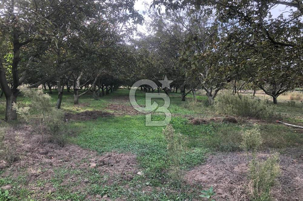 CB KiNG'DEN BALIKESİR MANYAS DURA MAH.ASFALT CEPHE SATILIK TARLA