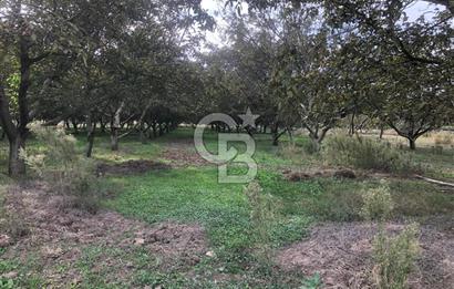CB KiNG'DEN BALIKESİR MANYAS DURA MAH.ASFALT CEPHE SATILIK TARLA