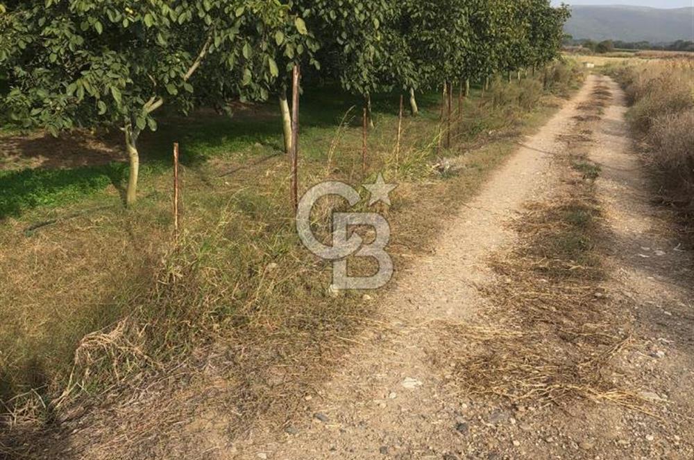 CB KiNG'DEN BALIKESİR MANYAS DURA MAH.ASFALT CEPHE SATILIK TARLA