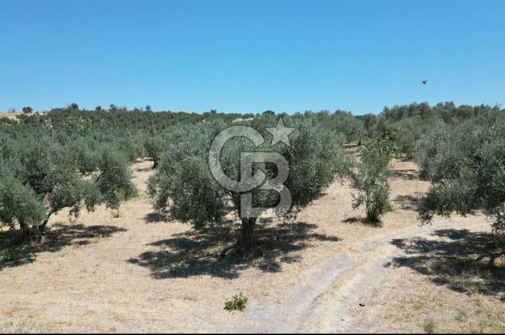 CB İYA'DAN KEMALPAŞA BAĞYURDU 21.672 m²  SATILIK ZEYTİNLİK