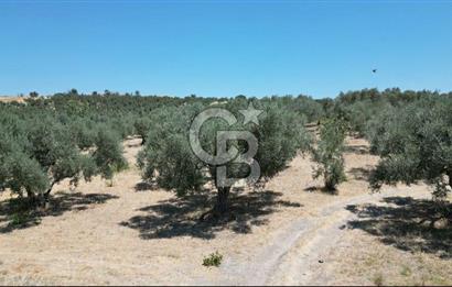 CB İYA'DAN KEMALPAŞA BAĞYURDU 21.672 m²  SATILIK ZEYTİNLİK