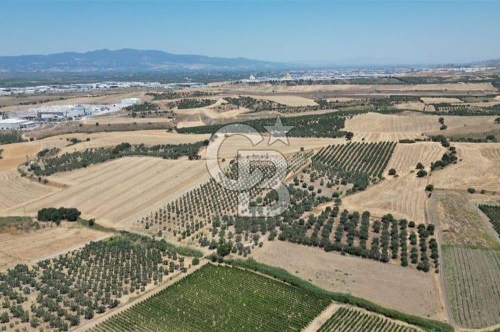 CB İYA'DAN KEMALPAŞA BAĞYURDU 21.672 m²  SATILIK ZEYTİNLİK