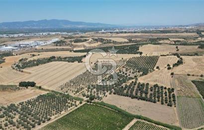 CB İYA'DAN KEMALPAŞA BAĞYURDU 21.672 m²  SATILIK ZEYTİNLİK