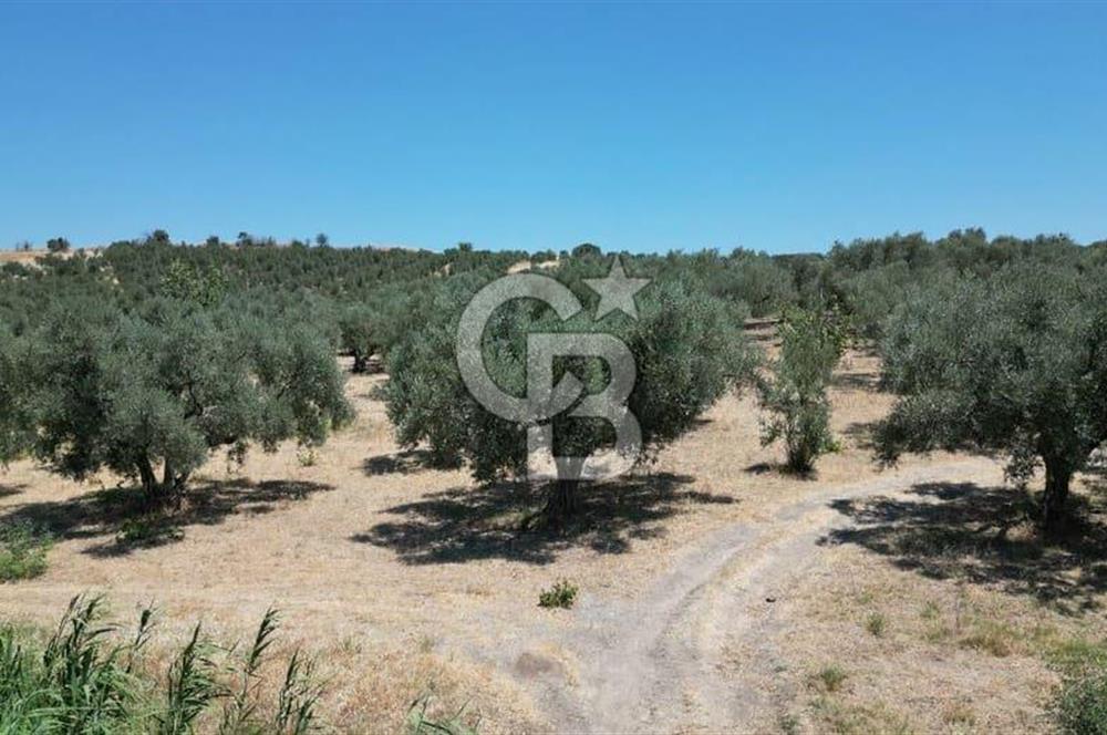 CB İYA'DAN KEMALPAŞA BAĞYURDU 21.672 m²  SATILIK ZEYTİNLİK