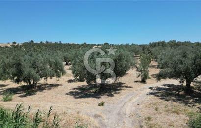 CB İYA'DAN KEMALPAŞA BAĞYURDU 21.672 m²  SATILIK ZEYTİNLİK