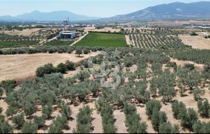 CB İYA'DAN KEMALPAŞA BAĞYURDU 21.672 m²  SATILIK ZEYTİNLİK