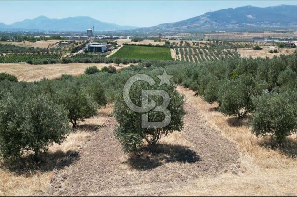 CB İYA'DAN KEMALPAŞA BAĞYURDU 21.672 m²  SATILIK ZEYTİNLİK