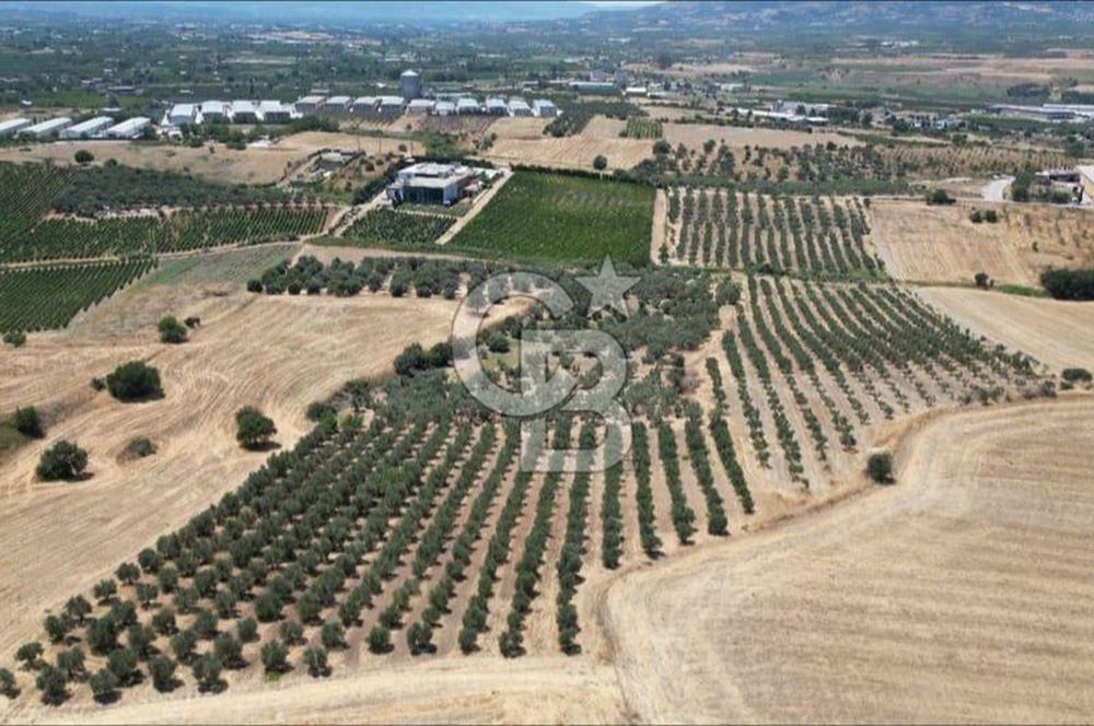 CB İYA'DAN KEMALPAŞA BAĞYURDU 21.672 m²  SATILIK ZEYTİNLİK