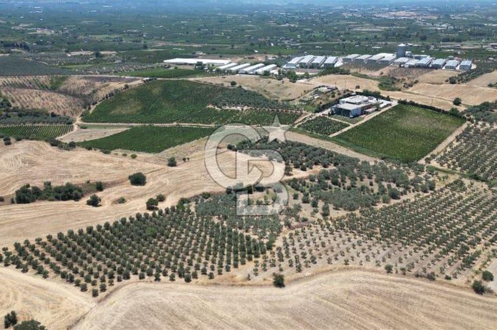 CB İYA'DAN KEMALPAŞA BAĞYURDU 21.672 m²  SATILIK ZEYTİNLİK