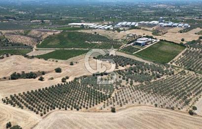 CB İYA'DAN KEMALPAŞA BAĞYURDU 21.672 m²  SATILIK ZEYTİNLİK