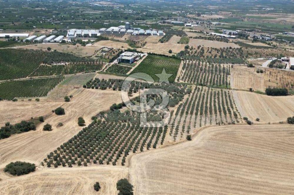 CB İYA'DAN KEMALPAŞA BAĞYURDU 21.672 m²  SATILIK ZEYTİNLİK