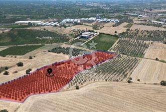CB İYA'DAN KEMALPAŞA BAĞYURDU 21.672 m²  SATILIK ZEYTİNLİK