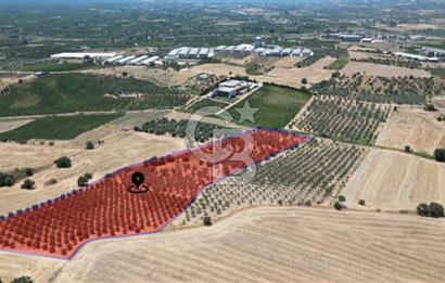 CB İYA'DAN KEMALPAŞA BAĞYURDU 21.672 m²  SATILIK ZEYTİNLİK