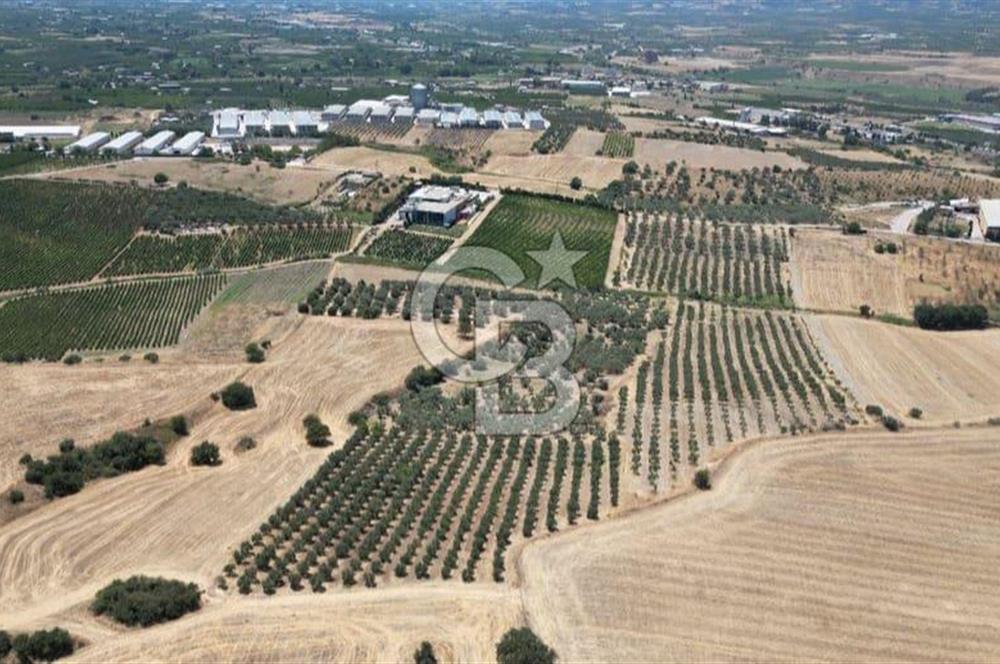 CB İYA'DAN KEMALPAŞA BAĞYURDU 21.672 m²  SATILIK ZEYTİNLİK