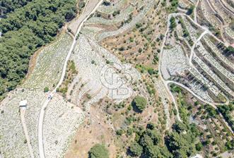  KARABAĞLAR KAVACIK KÖYÜ’NDE 16.225 m² ÜZÜM BAĞI – YATIRIMLIK FIRSAT