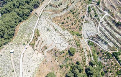  KARABAĞLAR KAVACIK KÖYÜ’NDE 16.225 m² ÜZÜM BAĞI – YATIRIMLIK FIRSAT