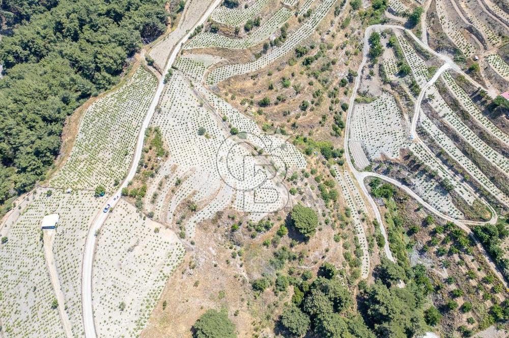  KARABAĞLAR KAVACIK KÖYÜ’NDE 16.225 m² ÜZÜM BAĞI – YATIRIMLIK FIRSAT