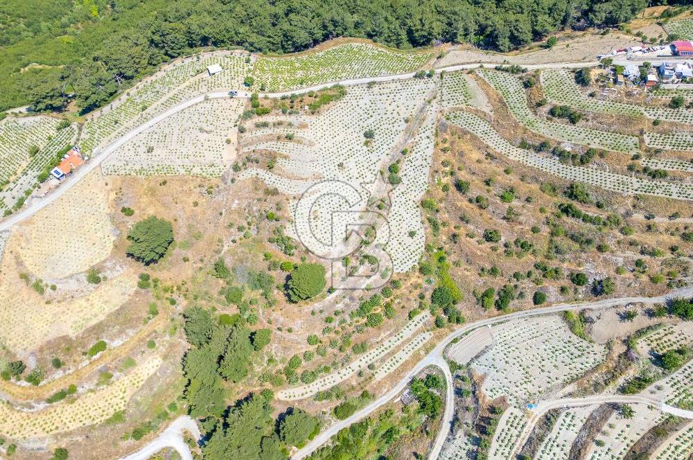  KARABAĞLAR KAVACIK KÖYÜ’NDE 16.225 m² ÜZÜM BAĞI – YATIRIMLIK FIRSAT