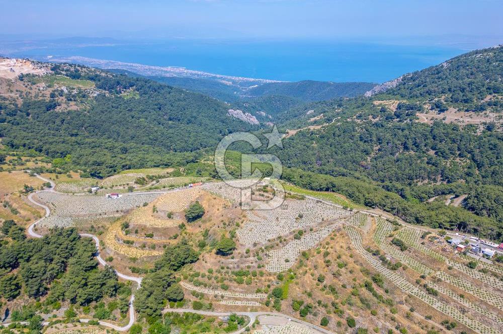  KARABAĞLAR KAVACIK KÖYÜ’NDE 16.225 m² ÜZÜM BAĞI – YATIRIMLIK FIRSAT