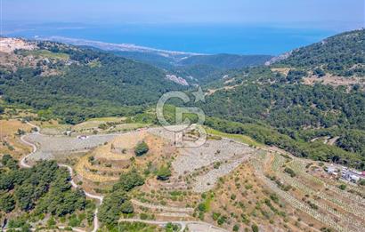  KARABAĞLAR KAVACIK KÖYÜ’NDE 16.225 m² ÜZÜM BAĞI – YATIRIMLIK FIRSAT