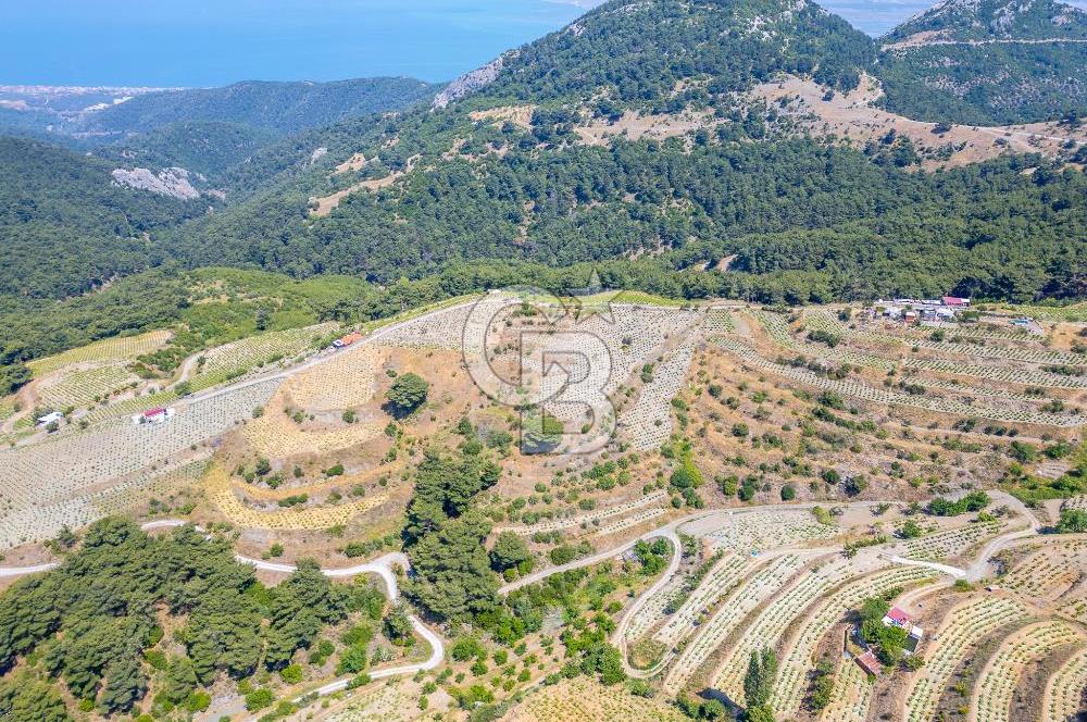  KARABAĞLAR KAVACIK KÖYÜ’NDE 16.225 m² ÜZÜM BAĞI – YATIRIMLIK FIRSAT