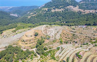  KARABAĞLAR KAVACIK KÖYÜ’NDE 16.225 m² ÜZÜM BAĞI – YATIRIMLIK FIRSAT