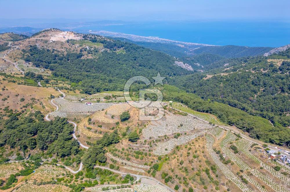  KARABAĞLAR KAVACIK KÖYÜ’NDE 16.225 m² ÜZÜM BAĞI – YATIRIMLIK FIRSAT