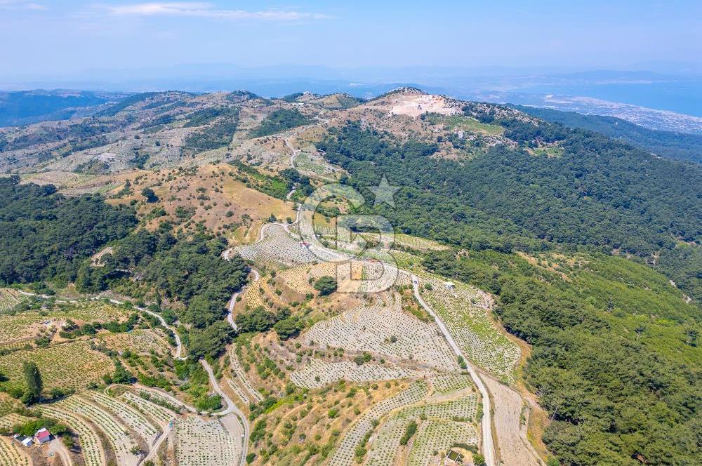  KARABAĞLAR KAVACIK KÖYÜ’NDE 16.225 m² ÜZÜM BAĞI – YATIRIMLIK FIRSAT
