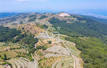  KARABAĞLAR KAVACIK KÖYÜ’NDE 16.225 m² ÜZÜM BAĞI – YATIRIMLIK FIRSAT