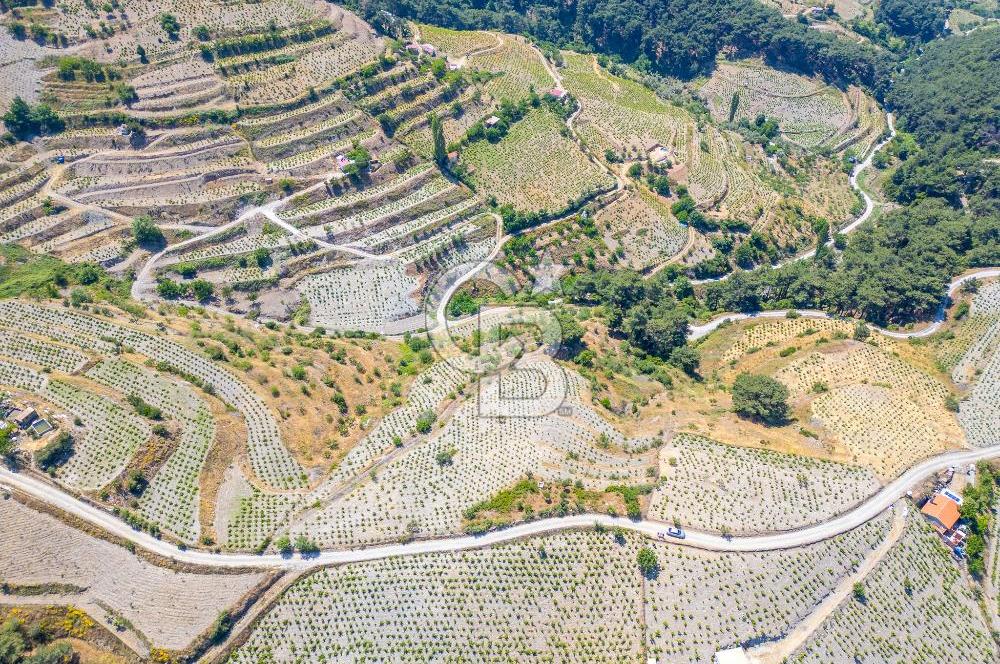  KARABAĞLAR KAVACIK KÖYÜ’NDE 16.225 m² ÜZÜM BAĞI – YATIRIMLIK FIRSAT