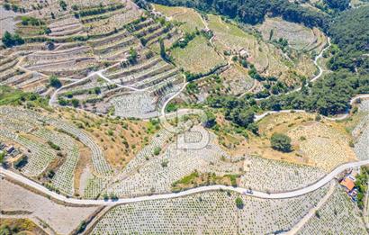  KARABAĞLAR KAVACIK KÖYÜ’NDE 16.225 m² ÜZÜM BAĞI – YATIRIMLIK FIRSAT