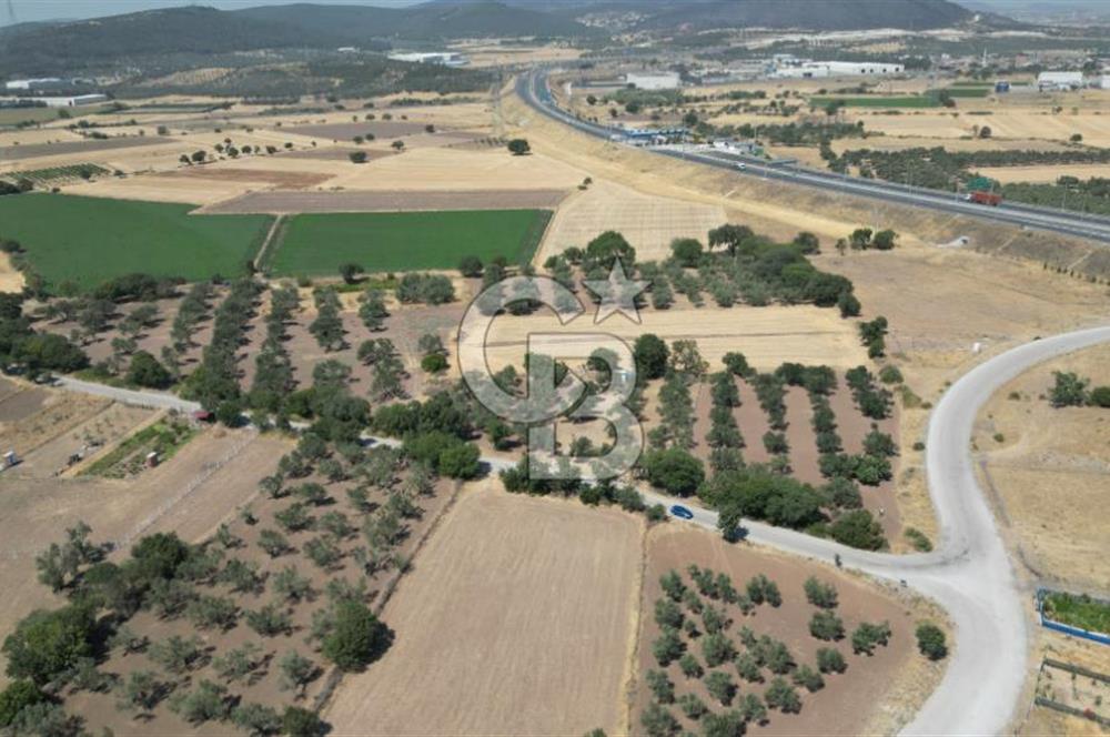 CB İYA'DAN ALİAĞA HELVACIDA SATILIK BÜYÜK PARSEL HOBİ ZEYTİN BAHÇESİ