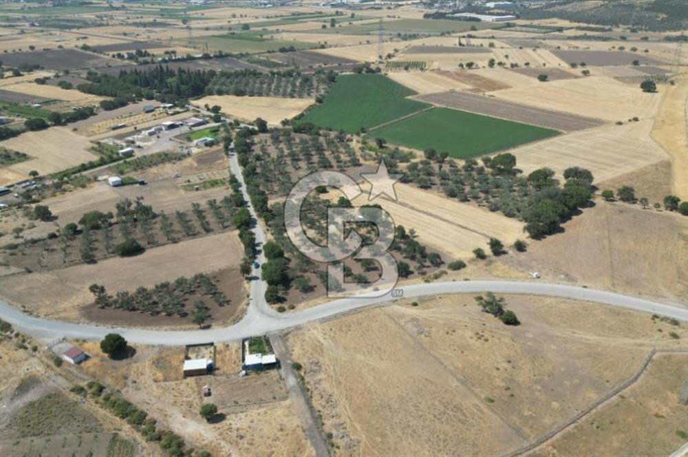 CB İYA'DAN ALİAĞA HELVACIDA SATILIK BÜYÜK PARSEL HOBİ ZEYTİN BAHÇESİ