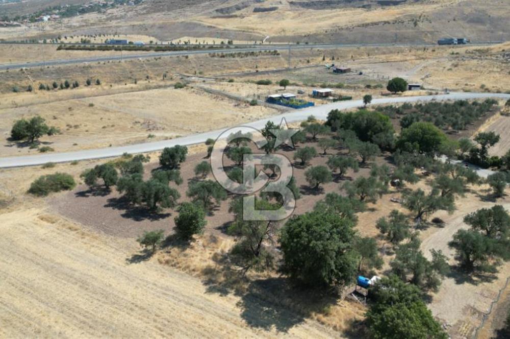 CB İYA'DAN ALİAĞA HELVACIDA SATILIK BÜYÜK PARSEL HOBİ ZEYTİN BAHÇESİ