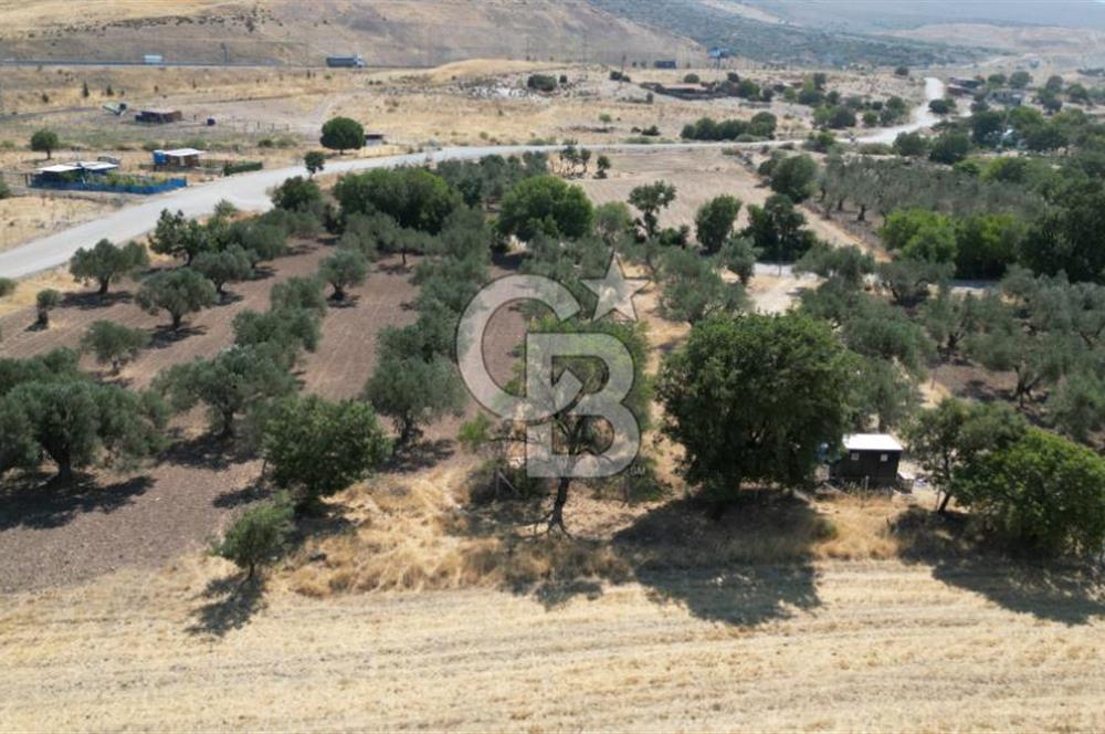 CB İYA'DAN ALİAĞA HELVACIDA SATILIK BÜYÜK PARSEL HOBİ ZEYTİN BAHÇESİ
