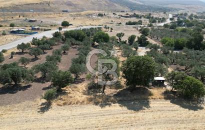 CB İYA'DAN ALİAĞA HELVACIDA SATILIK BÜYÜK PARSEL HOBİ ZEYTİN BAHÇESİ