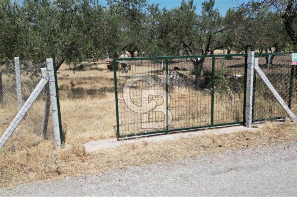 CB İYA'DAN ALİAĞA HELVACIDA SATILIK BÜYÜK PARSEL HOBİ ZEYTİN BAHÇESİ