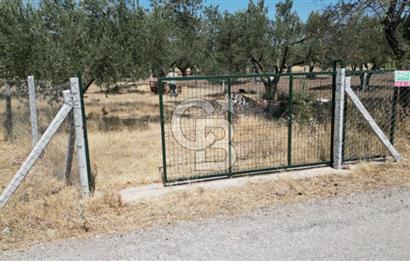 CB İYA'DAN ALİAĞA HELVACIDA SATILIK BÜYÜK PARSEL HOBİ ZEYTİN BAHÇESİ