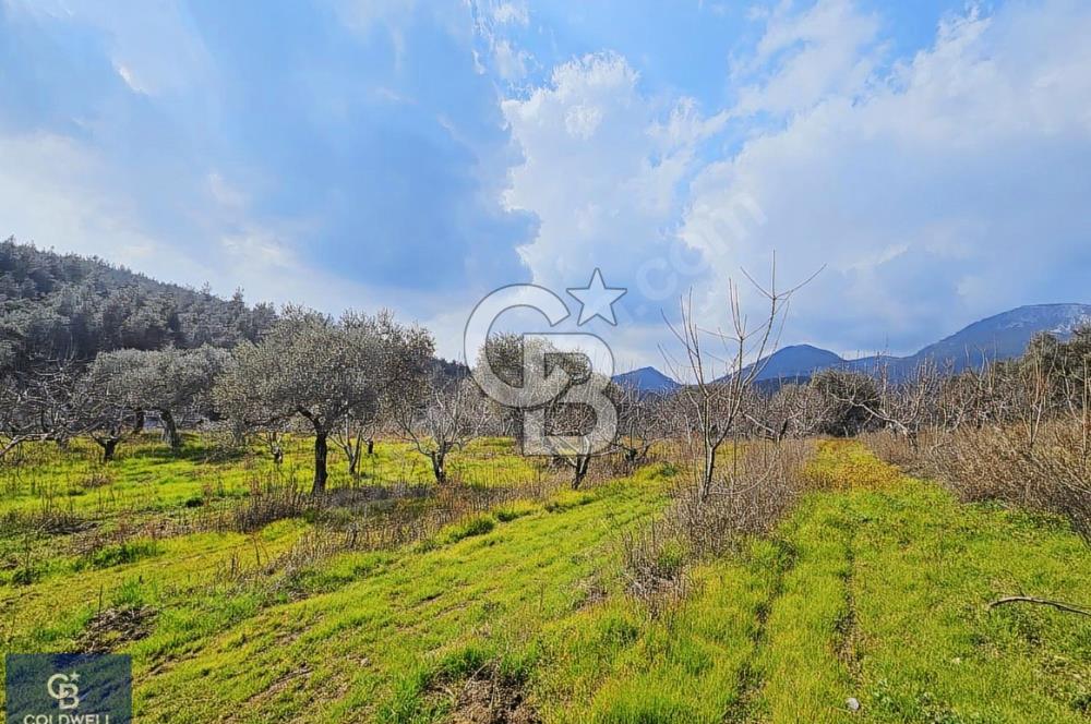 KEMALPAŞA VİŞNELİ KÖYÜNDE ACİL 12.500 m² YATIRIM FIRSATI