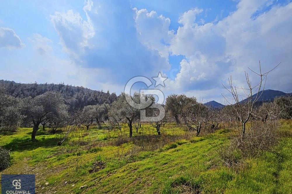 KEMALPAŞA VİŞNELİ KÖYÜNDE ACİL 12.500 m² YATIRIM FIRSATI